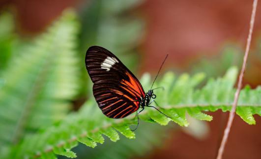 蝴蝶法国在线观看,在线观看，穿越浪漫法兰西的美丽翅膀